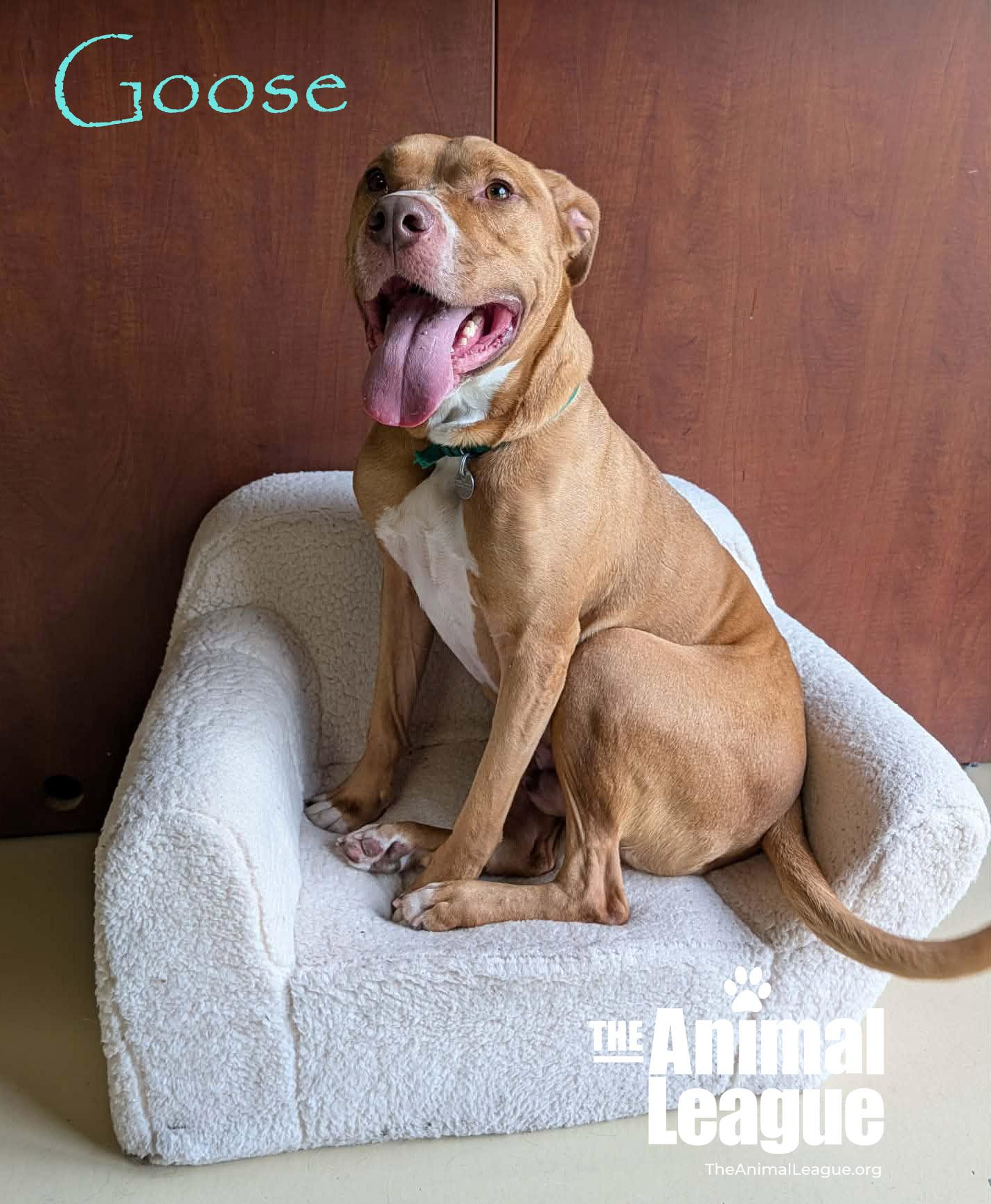 Enlarge Goose, a ADOPTABLE mixed breed in Groveland, FL image 3/5