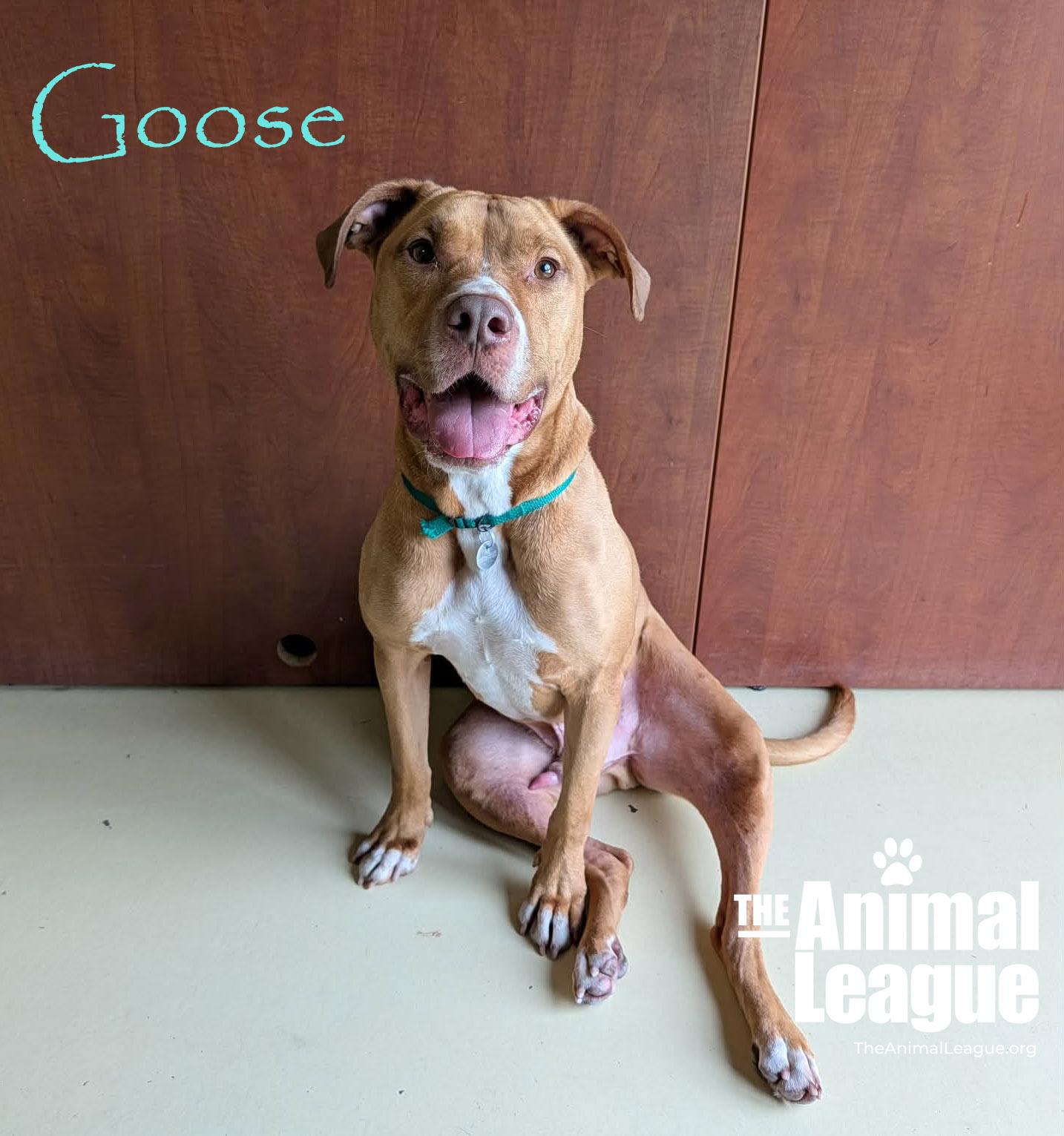 Enlarge Goose, a ADOPTABLE mixed breed in Groveland, FL image 1/5