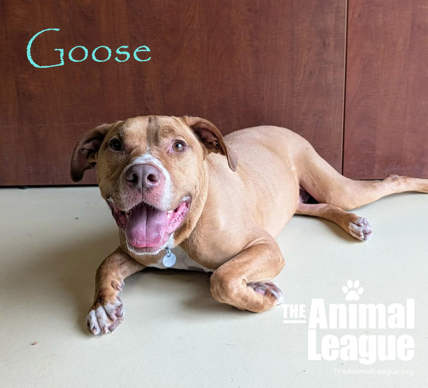 Enlarge Goose, a ADOPTABLE mixed breed in Groveland, FL image 2/5