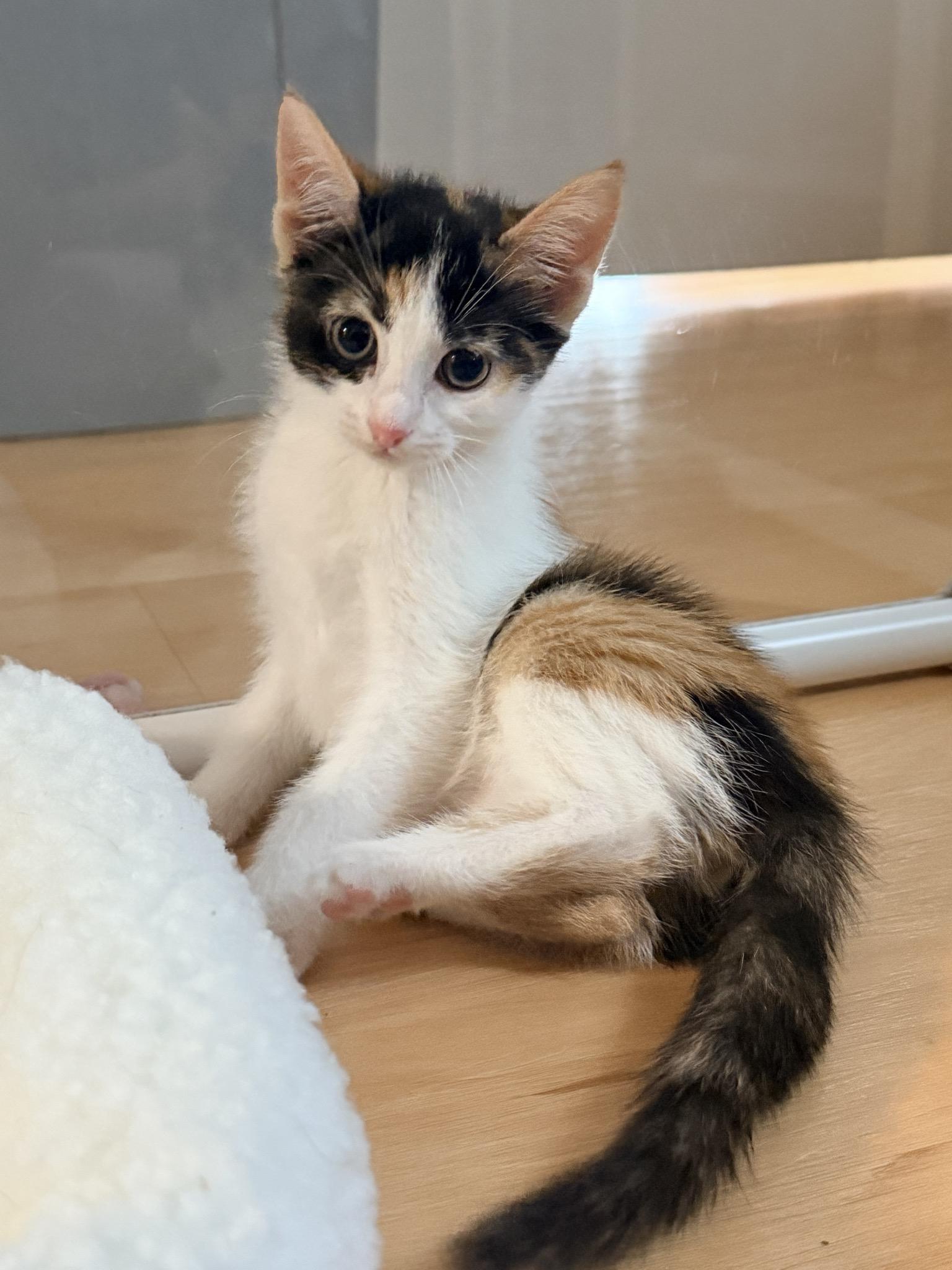 Cortado, adopted, Kitten Female Calico.