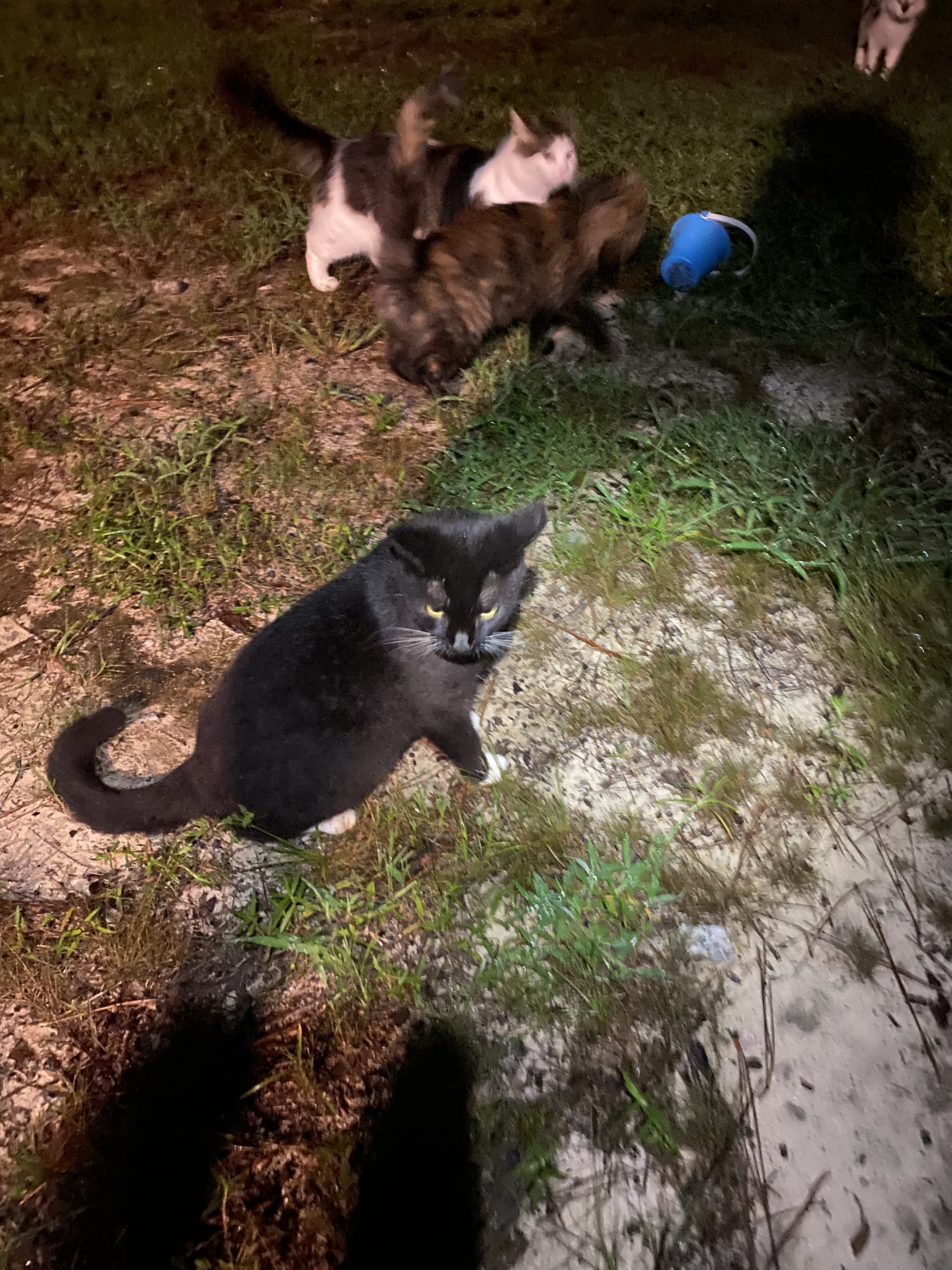 Bahama Mama, Adoptable, Adult Male Domestic Short Hair & Tabby.