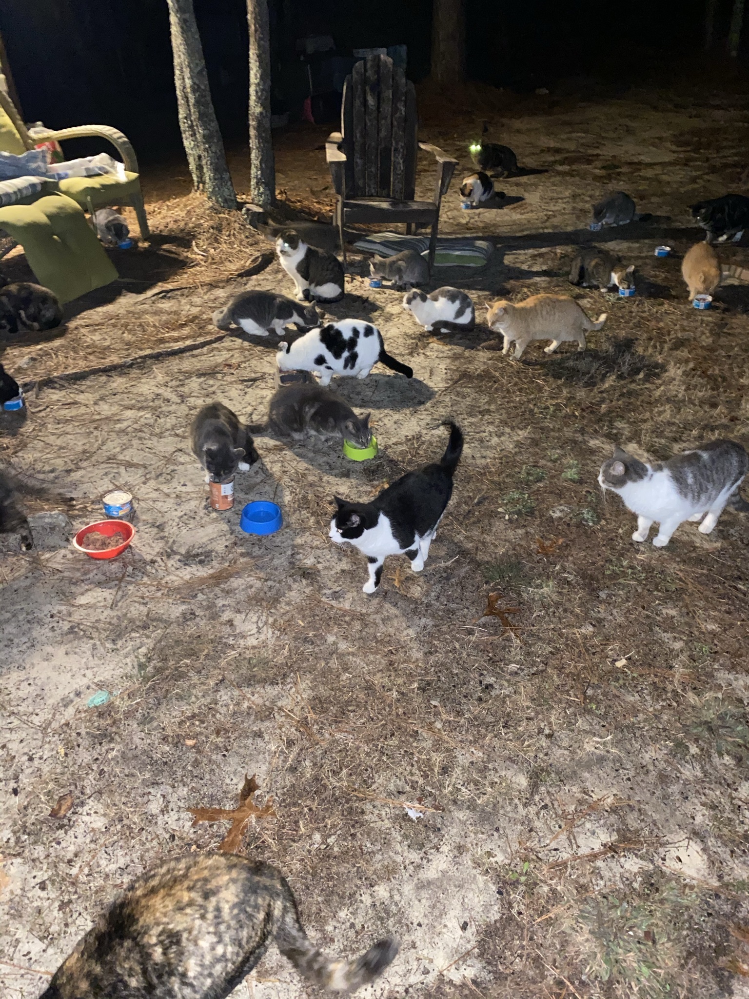 Bahama Mama, a Adoptable mixed breed in Mount Croghan, SC image 2/5