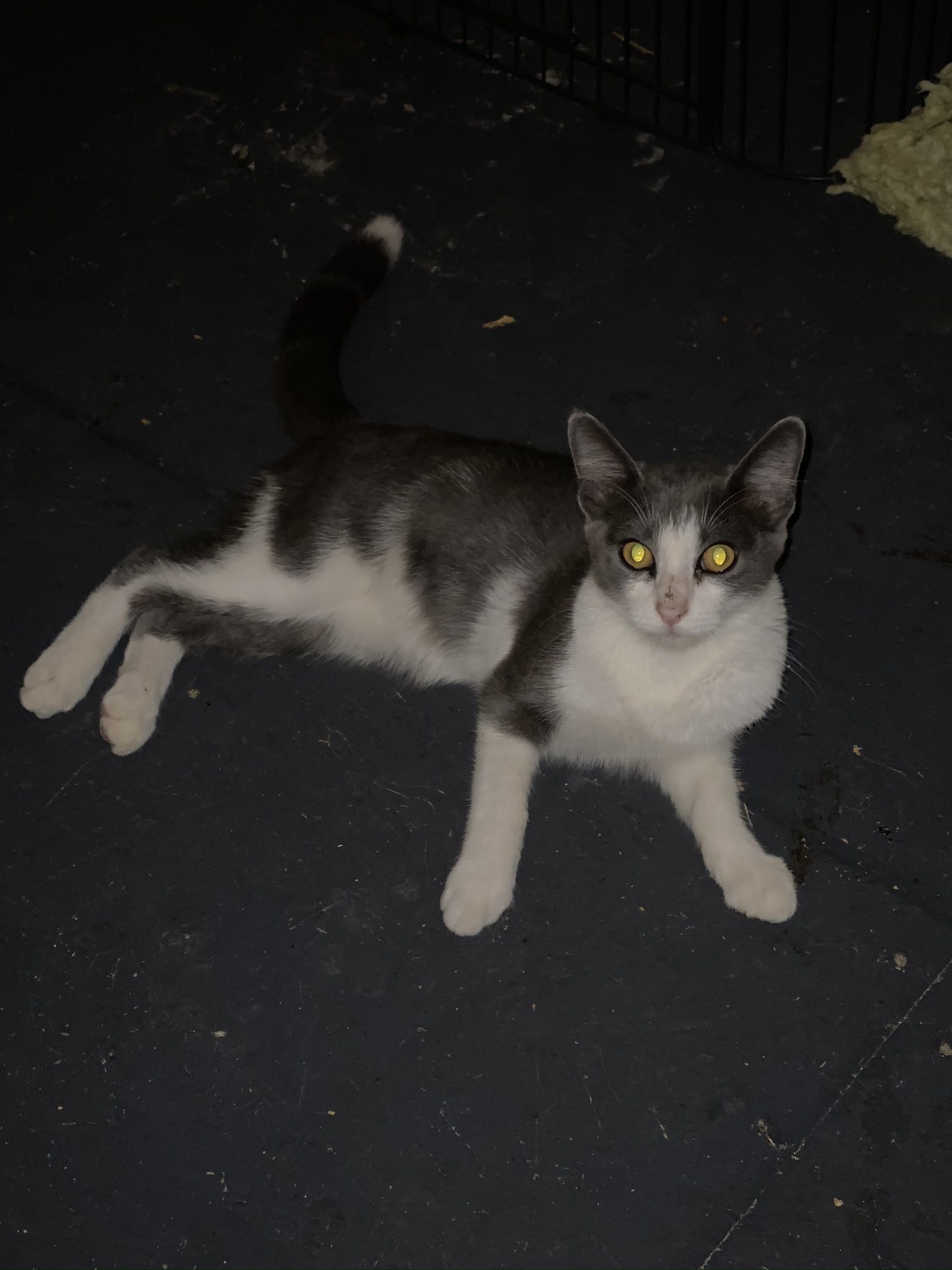 Bahama Mama, a Adoptable mixed breed in Mount Croghan, SC image 3/5