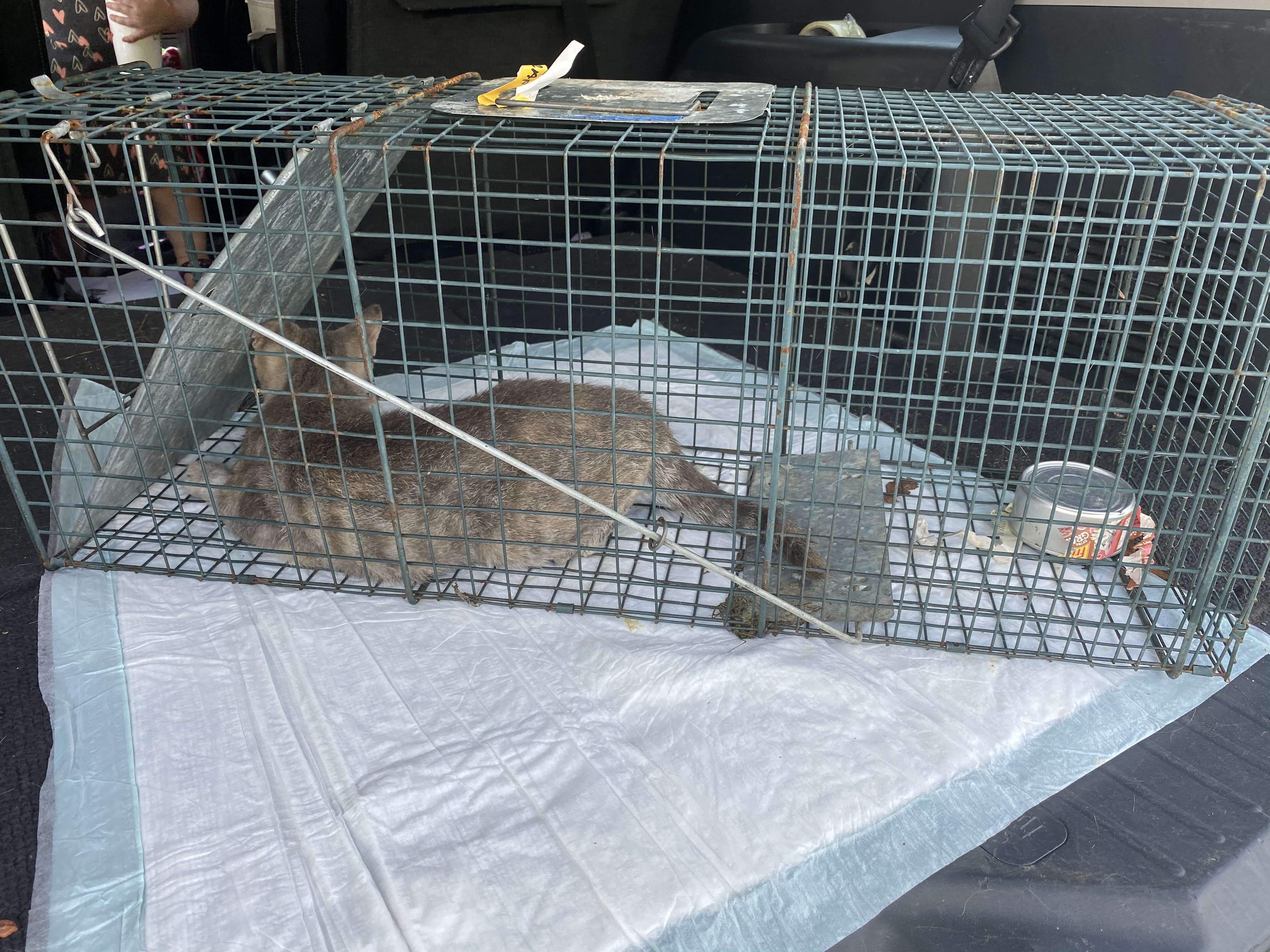 Bahama Mama, a Adoptable mixed breed in Mount Croghan, SC image 4/5