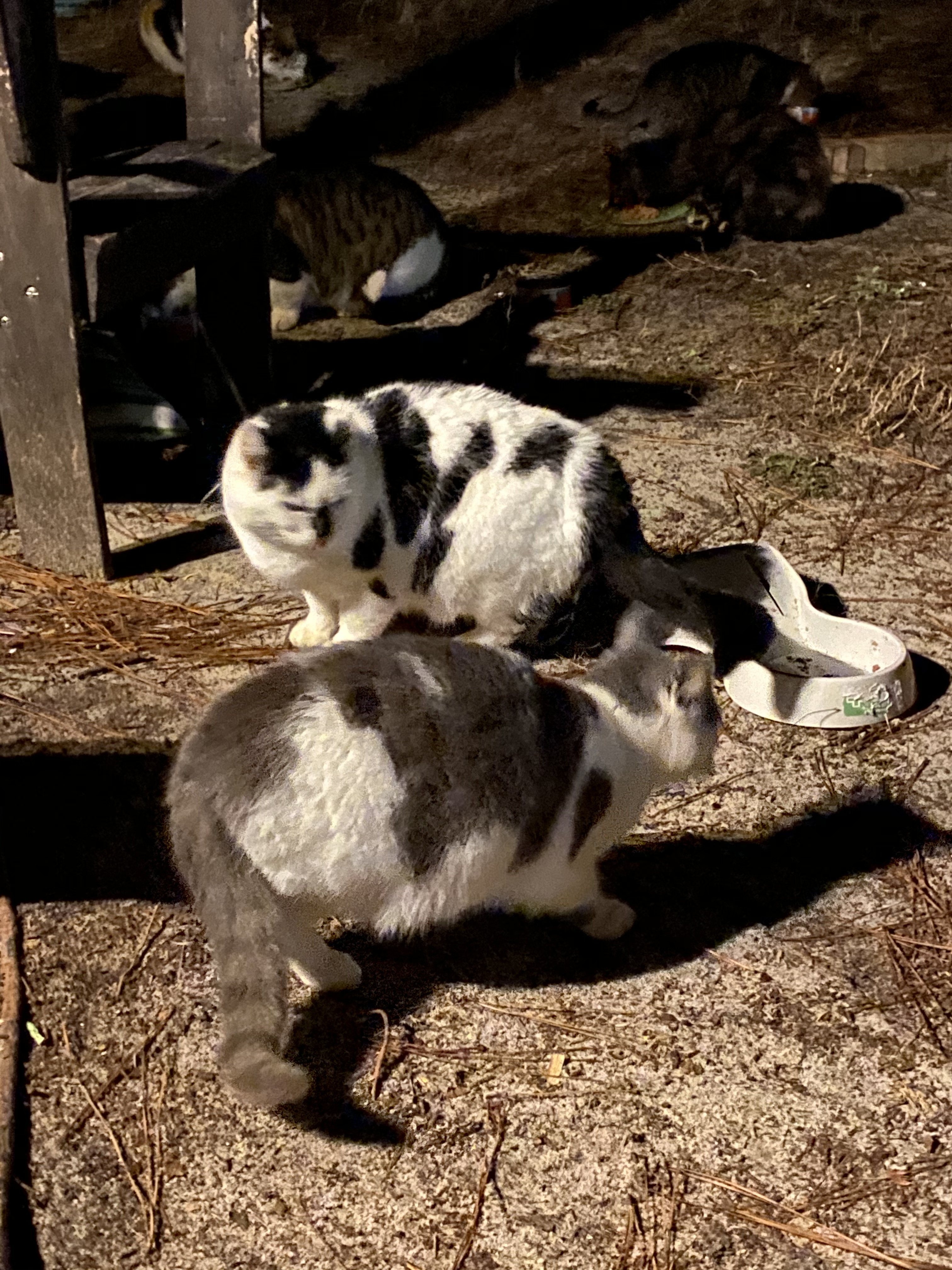 Bahama Mama, a Adoptable mixed breed in Mount Croghan, SC image 5/5