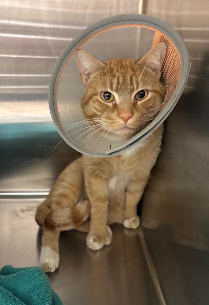 Memphis, Adoptable, Adult Male Domestic Short Hair.