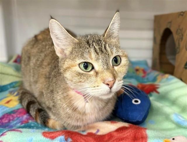 TIGER, Adoptable, Adult Female Domestic Short Hair.