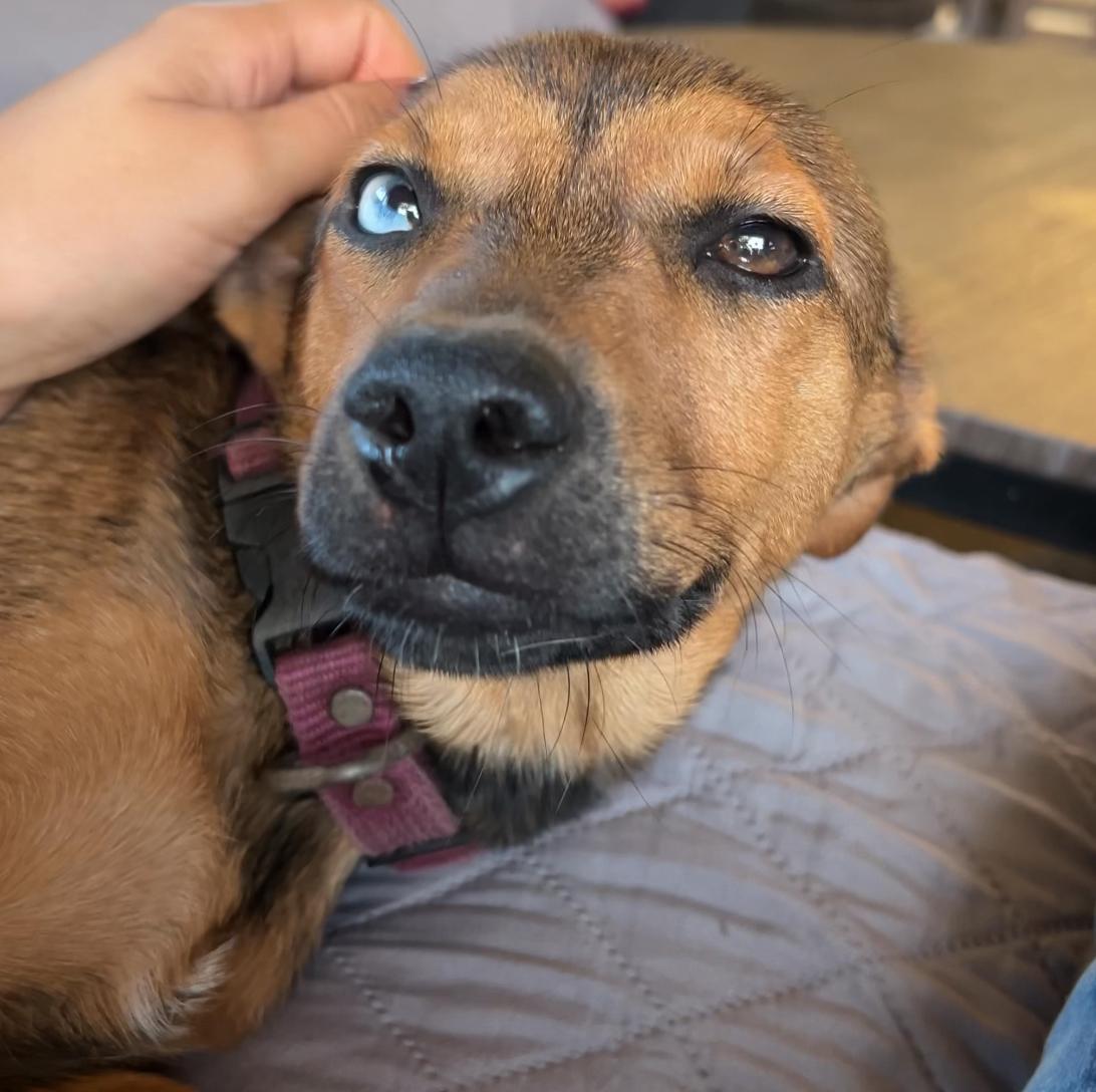 Frida, a Adoptable mixed breed in San Diego, CA image 2/3