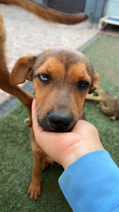 Enlarge Frida, a Adoptable mixed breed in San Diego, CA video 3/3