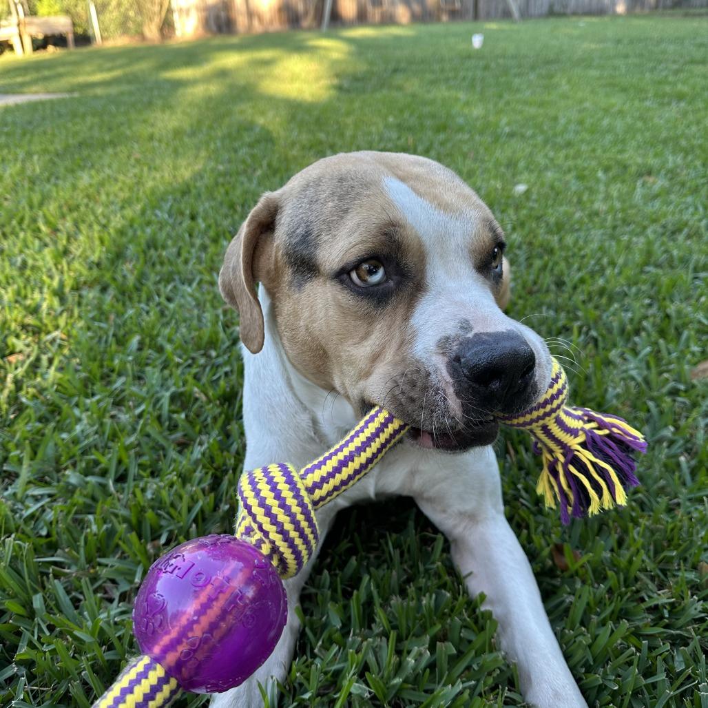 Benjamin, Adoptable, Adult Male Mixed Breed.