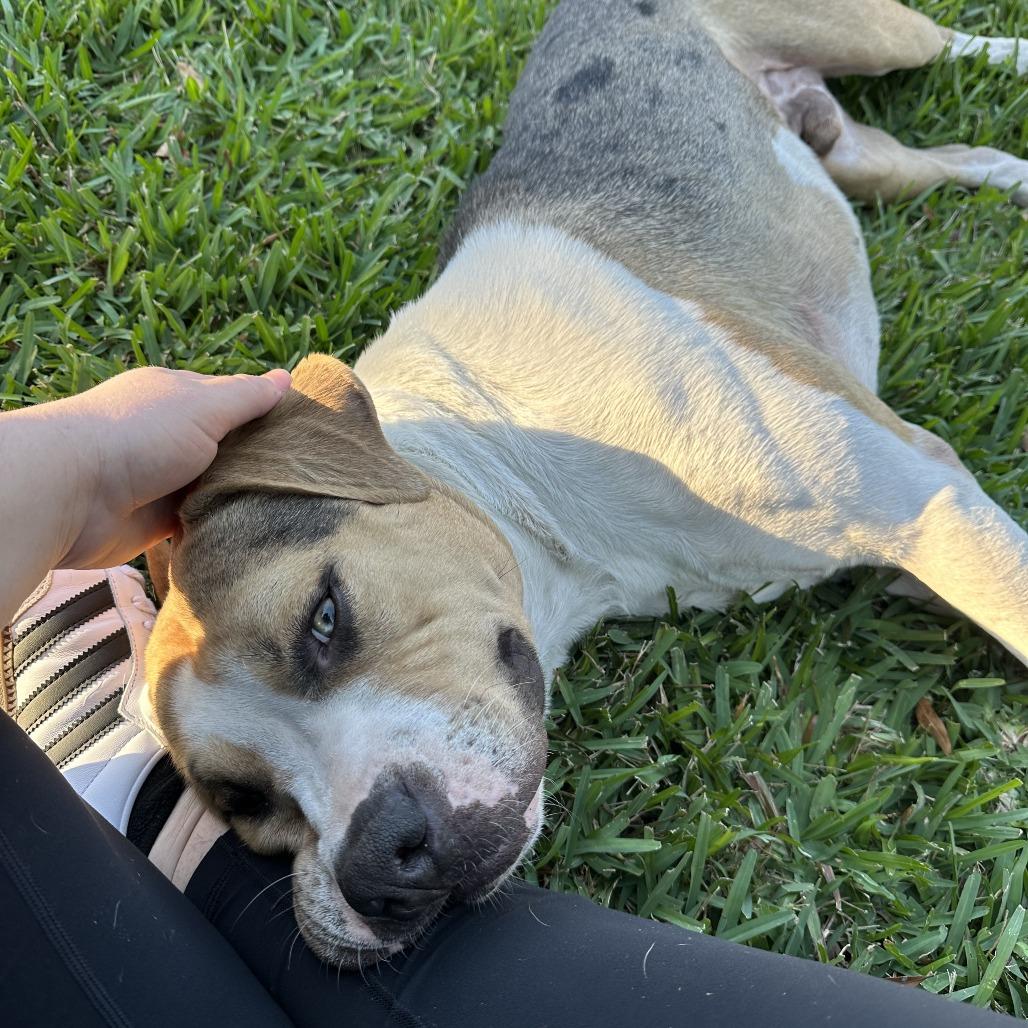 Enlarge Benjamin, a Adoptable Mixed Breed in Jacksonville, FL image 4/6