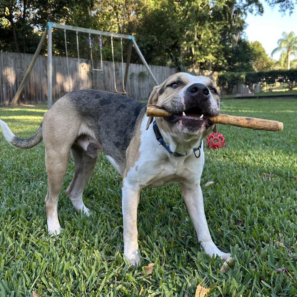 Enlarge Benjamin, a Adoptable Mixed Breed in Jacksonville, FL image 5/6