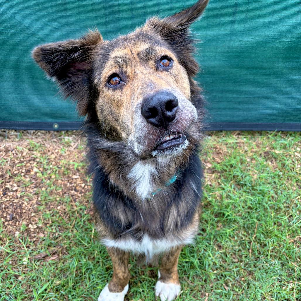 Enlarge Bear, a Adoptable mixed breed in Kerrville, TX image 1/6