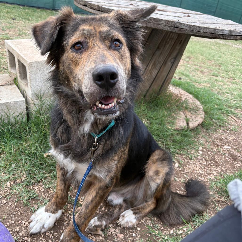 Enlarge Bear, a Adoptable mixed breed in Kerrville, TX image 2/6