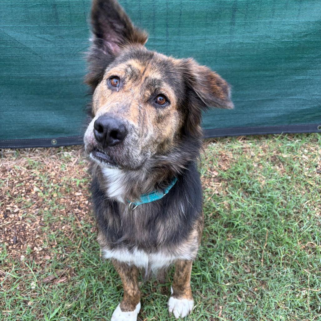Enlarge Bear, a Adoptable mixed breed in Kerrville, TX image 3/6
