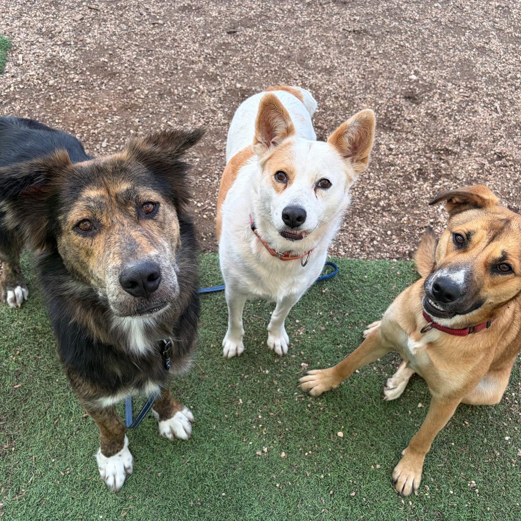 Enlarge Bear, a Adoptable mixed breed in Kerrville, TX image 4/6