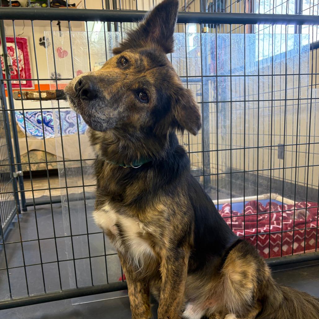 Enlarge Bear, a Adoptable mixed breed in Kerrville, TX image 5/6