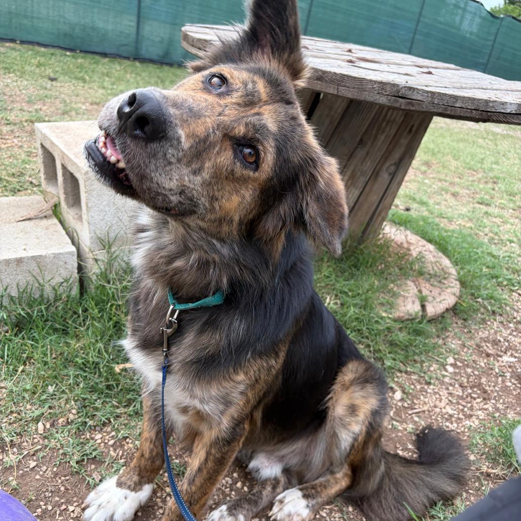 Enlarge Bear, a Adoptable mixed breed in Kerrville, TX image 6/6