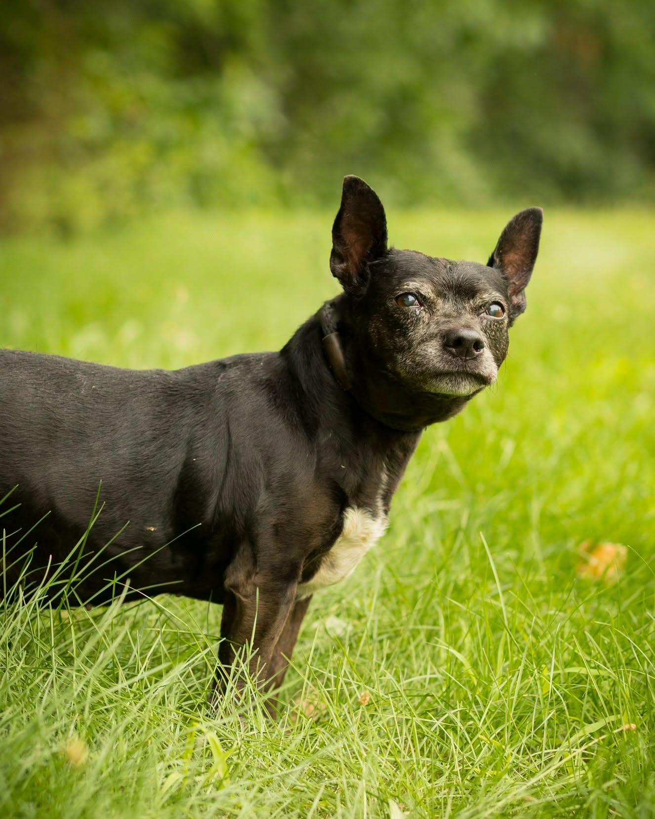 QUINN (0012), ADOPTABLE, Senior Female Chihuahua.