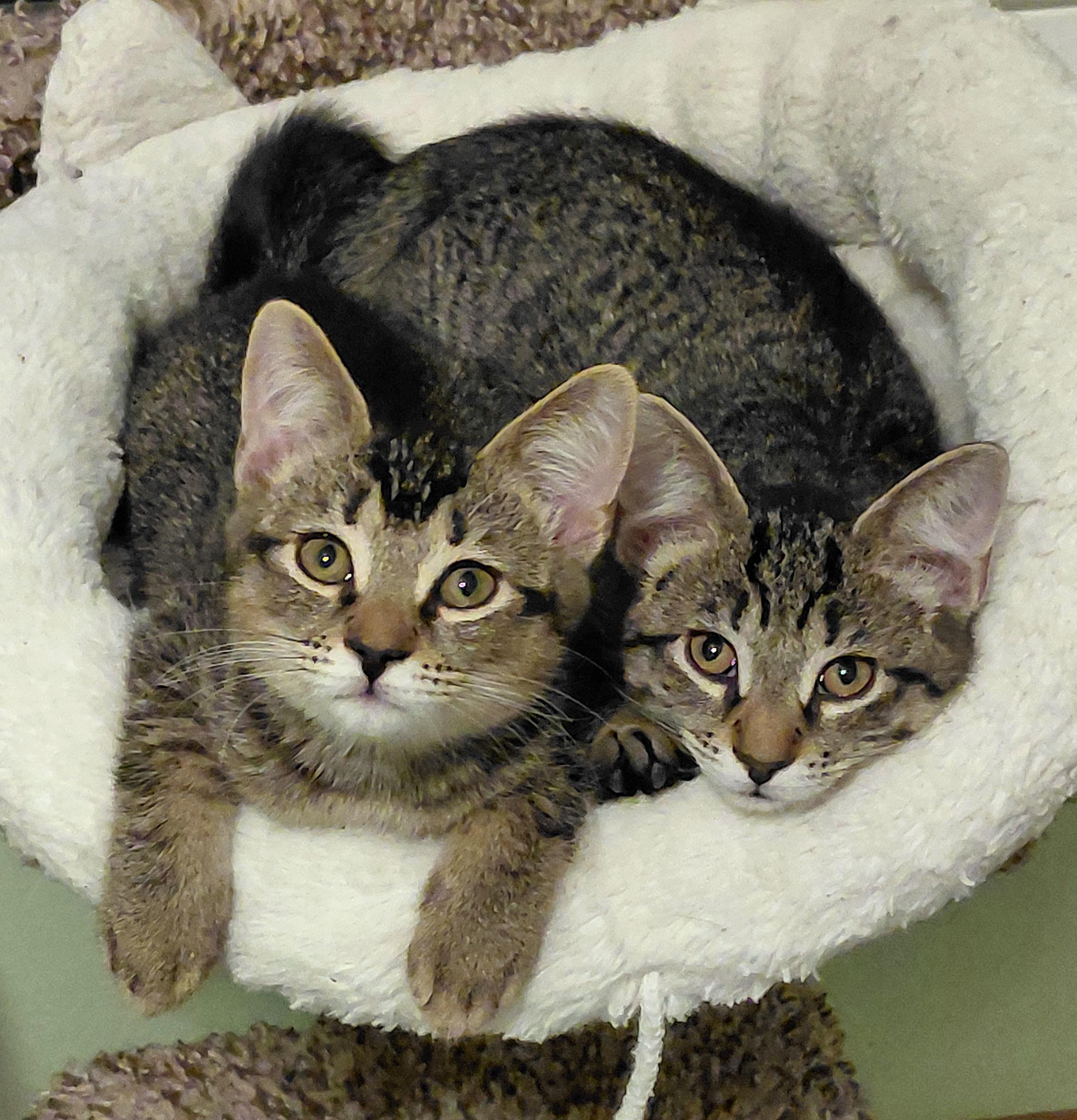 Enlarge Maui (Meowi), a Adopted mixed breed in Melbourne, FL image 4/4