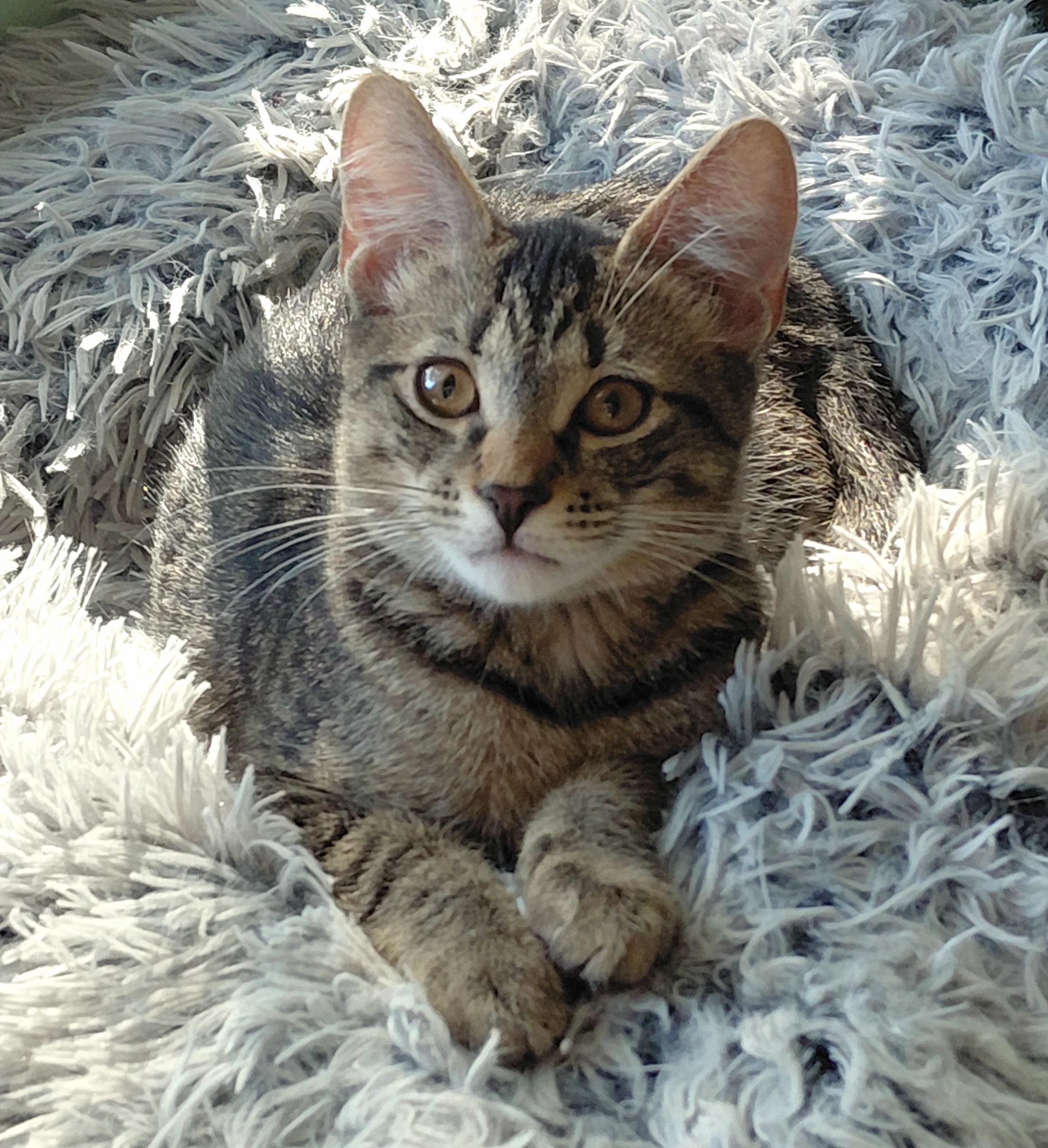 Maui (Meowi), Adoptable, Kitten Male Tabby & Domestic Short Hair.