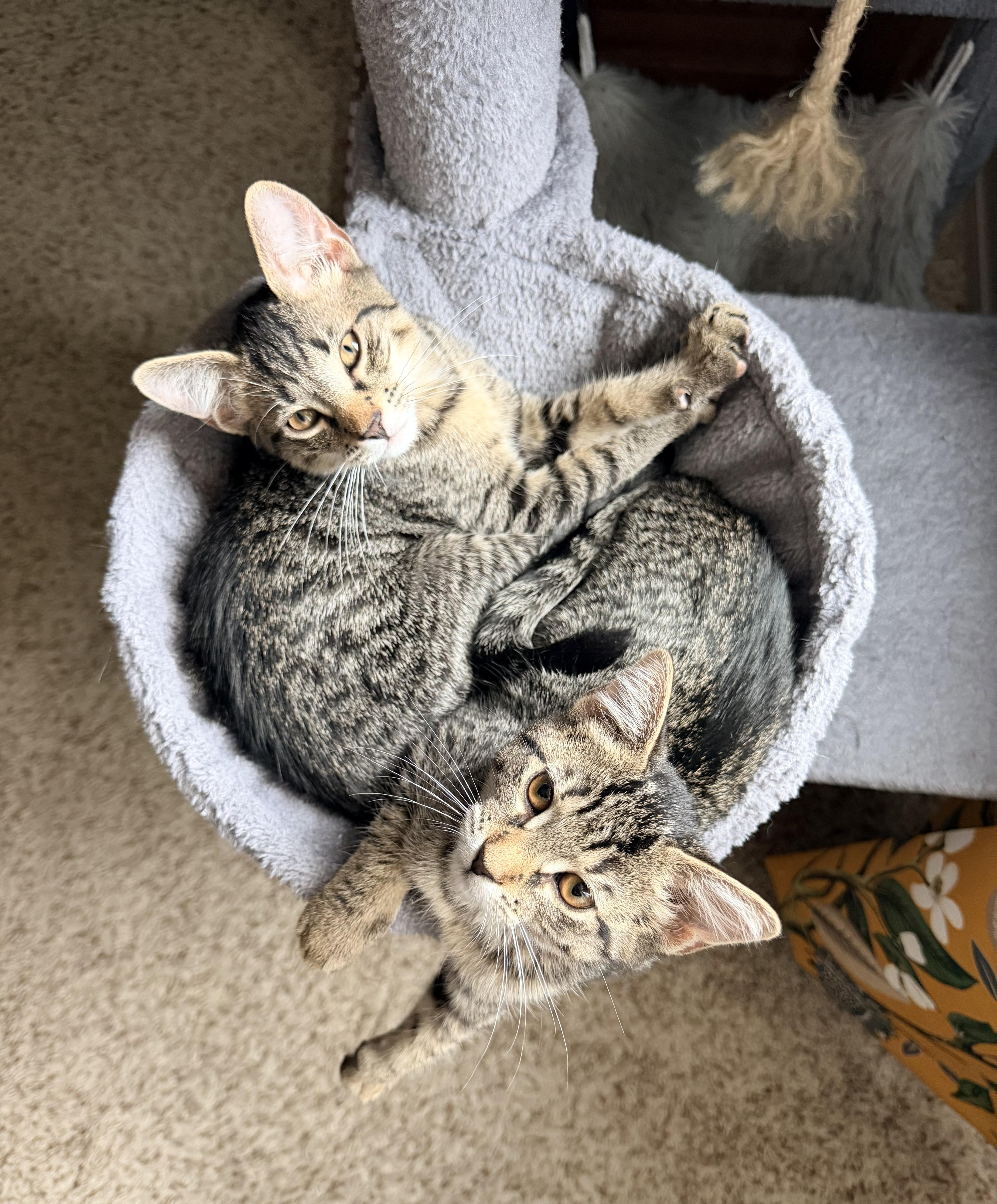 Enlarge Maui (Meowi), a Adopted mixed breed in Melbourne, FL image 2/4