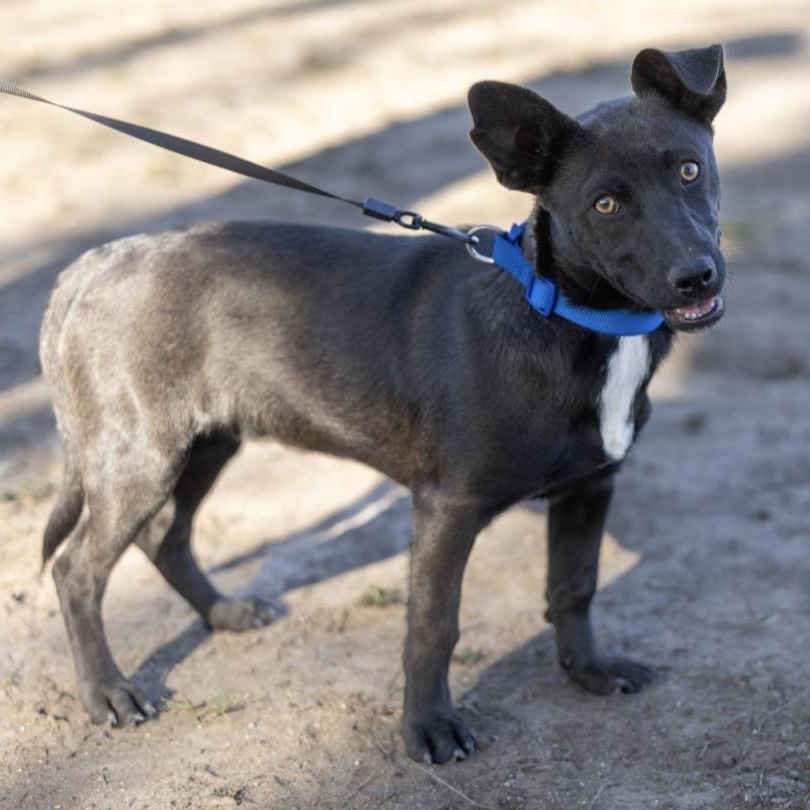 Jinu, ADOPTABLE, Puppy Male Chihuahua.