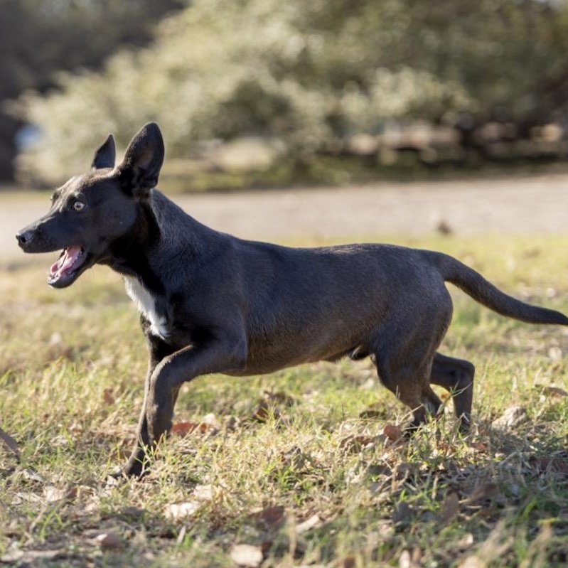 Enlarge Jinu, a ADOPTABLE mixed breed in Floresville, TX image 3/4
