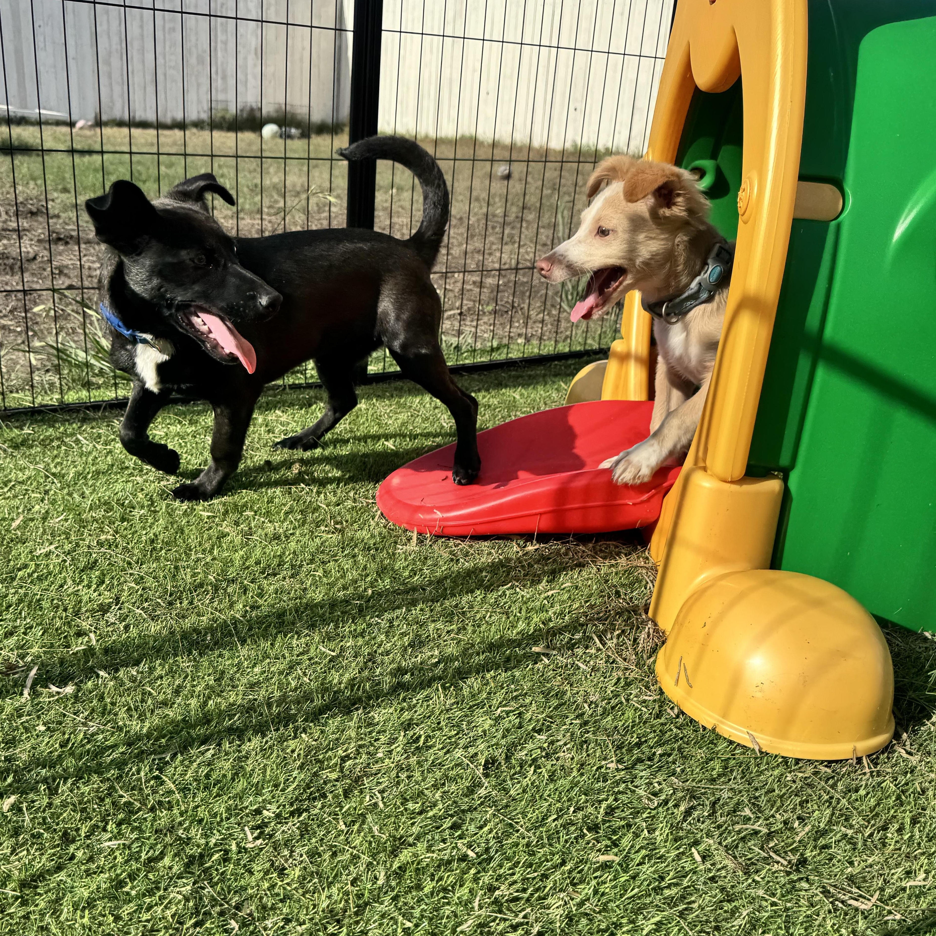 Enlarge Jinu, a ADOPTABLE mixed breed in Floresville, TX image 2/4