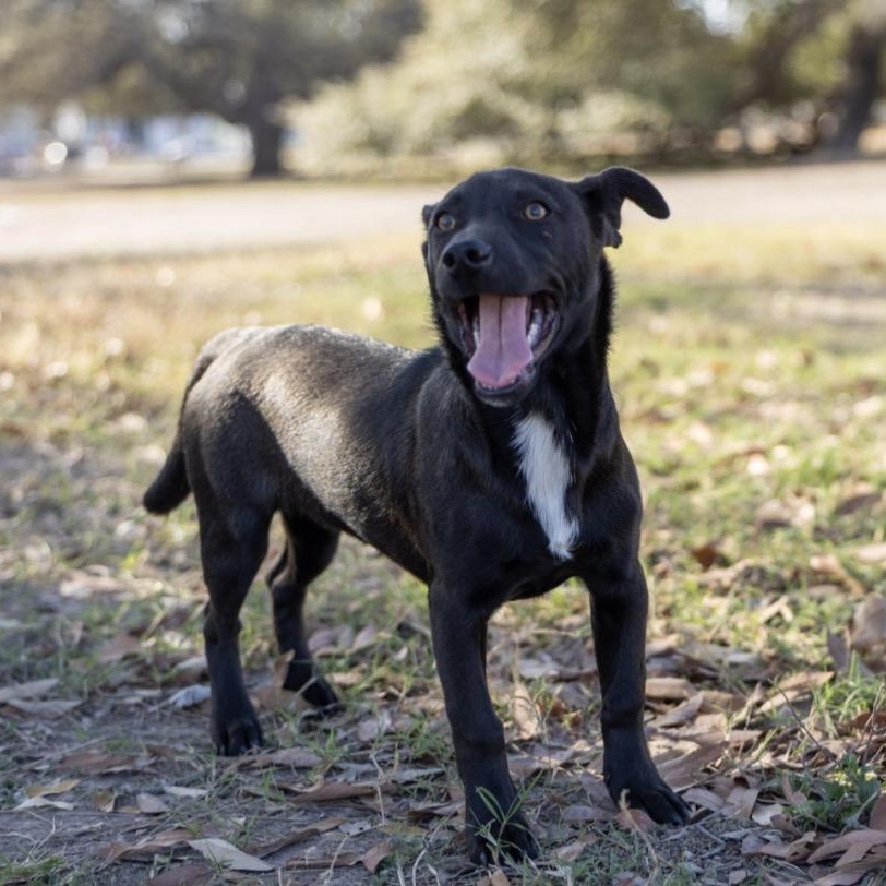 Enlarge Jinu, a ADOPTABLE mixed breed in Floresville, TX image 4/4