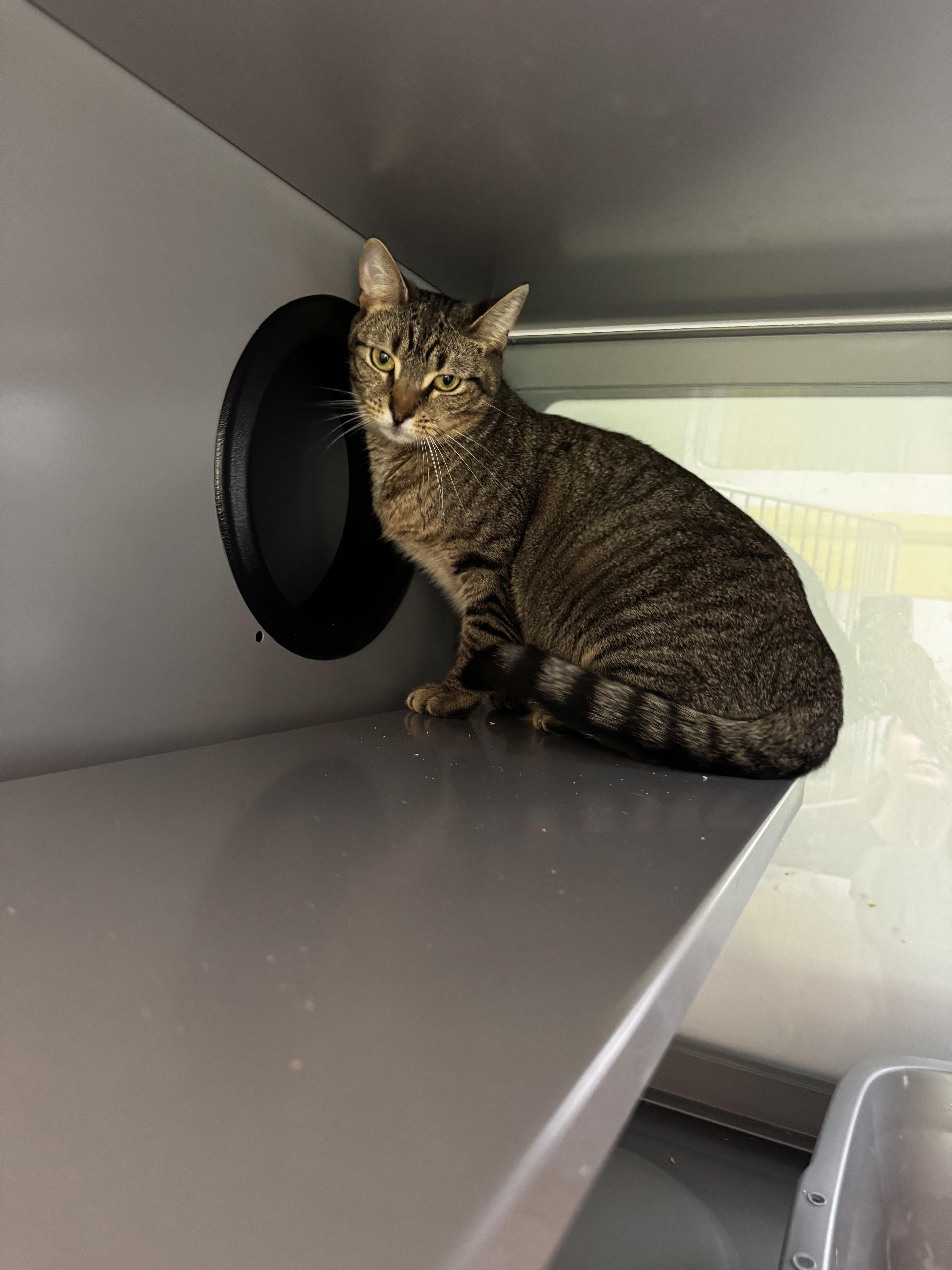Log, an adoptable Domestic Short Hair in AQUEBOGUE, NY_image-1