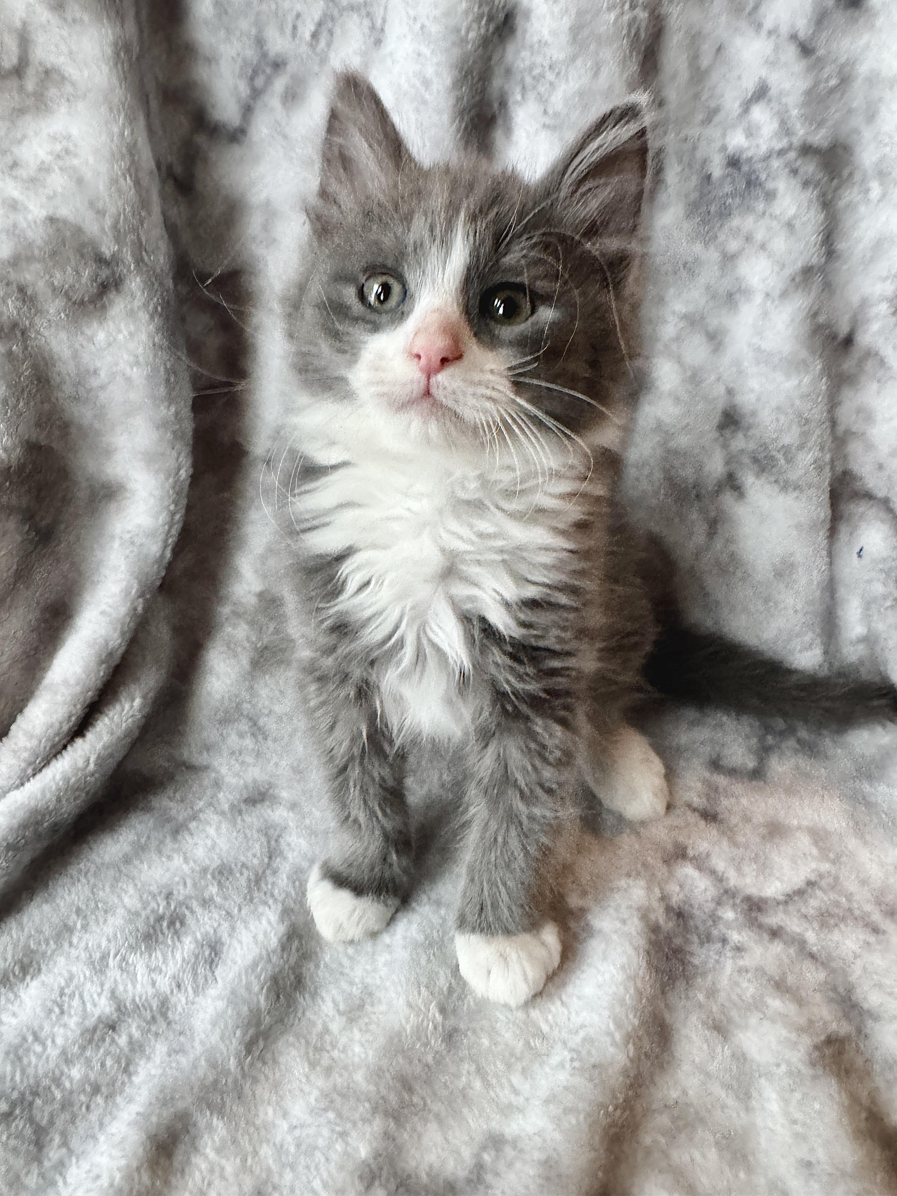 Enlarge Tulip, a ADOPTABLE Domestic Long Hair in Port Washington, WI image 1/1