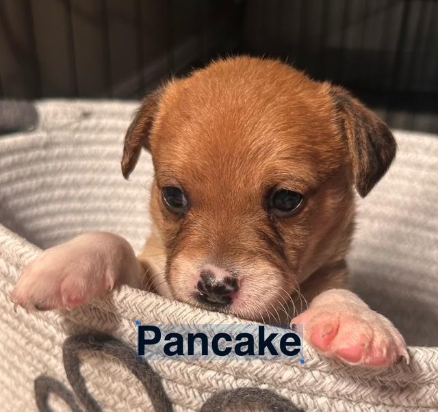 Puppy Pancake Boy - So Ca, Adoptable, Puppy Male Dachshund & Chihuahua.