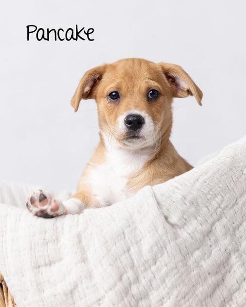 Puppy Pancake Boy - So Ca — thumbnail 2