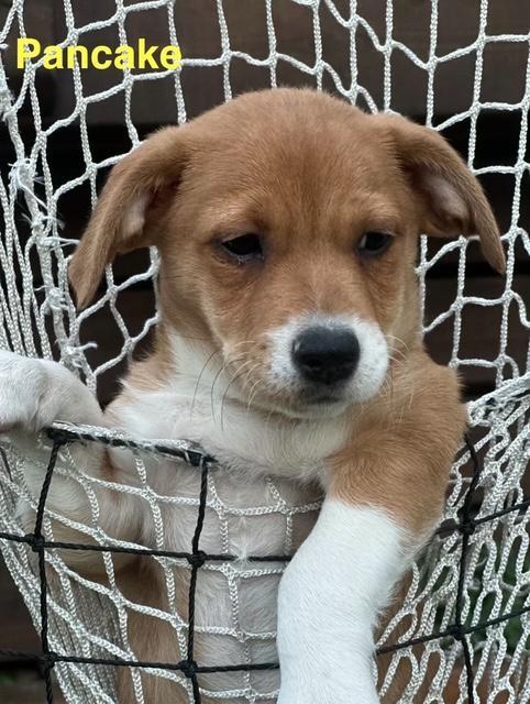 Puppy Pancake Boy - So Ca — thumbnail 3