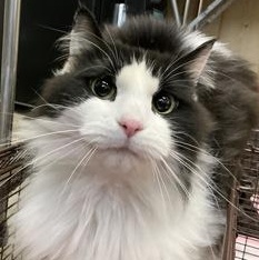 Enlarge Porcelain, an adopted mixed breed in Rapid City, SD image 1/1