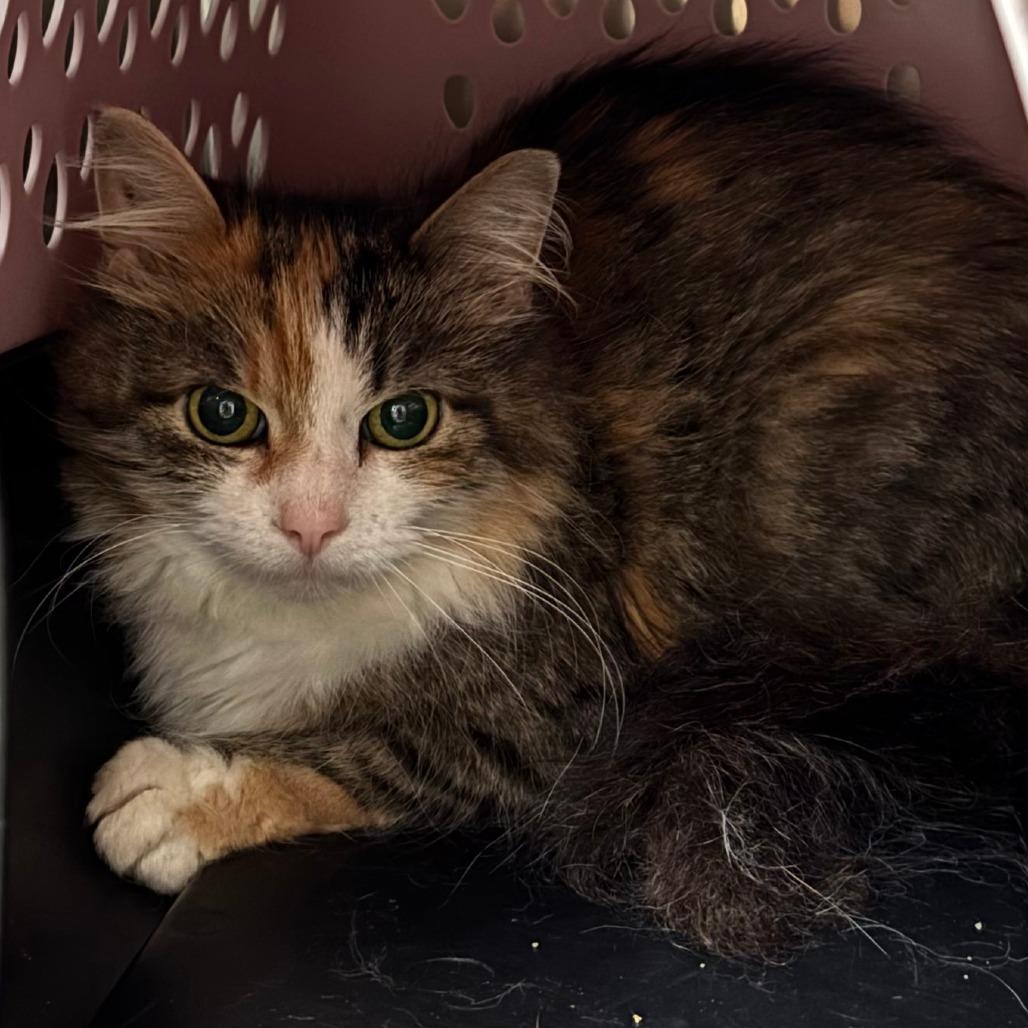 Enlarge Ethernet, a Adoptable Domestic Long Hair in Chippewa Falls, WI image 1/1