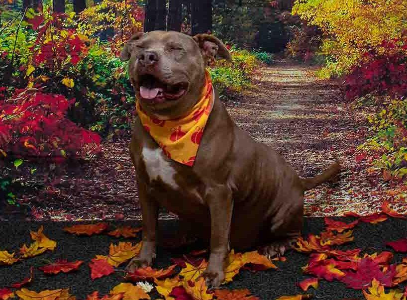 Enlarge Biscuit, a Adoptable mixed breed in Sanford, FL image 2/3