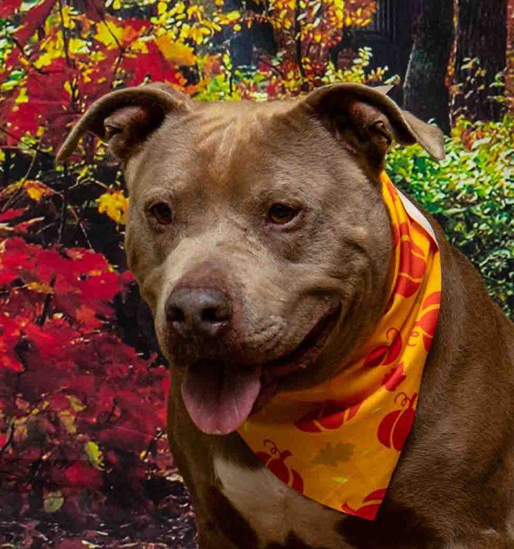 Biscuit, Adoptable, Adult Male Terrier.