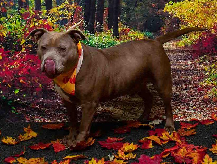 Enlarge Biscuit, a Adoptable mixed breed in Sanford, FL image 3/3