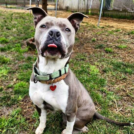 Enlarge Jewels, a Adoptable Mixed Breed in Medford, OR image 1/2
