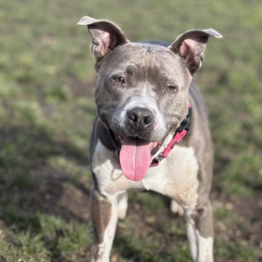 Enlarge Jewels, a Adoptable Mixed Breed in Medford, OR image 2/2