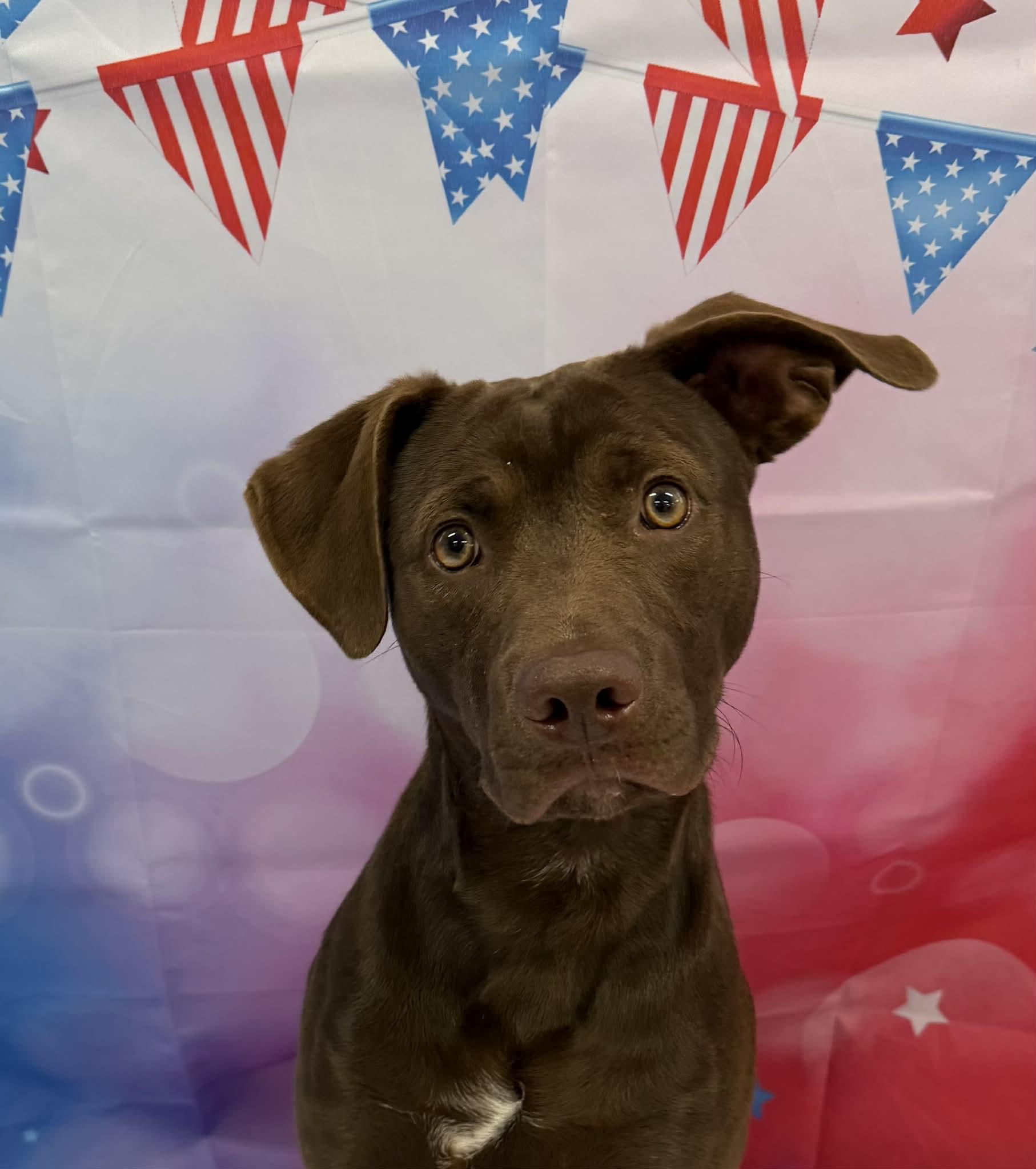Enlarge Spud, a ADOPTABLE mixed breed in Shelbyville, KY image 3/4