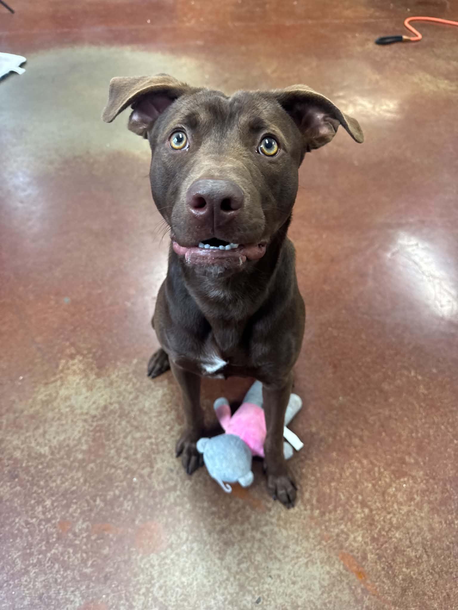 Enlarge Spud, a ADOPTABLE mixed breed in Shelbyville, KY image 2/4