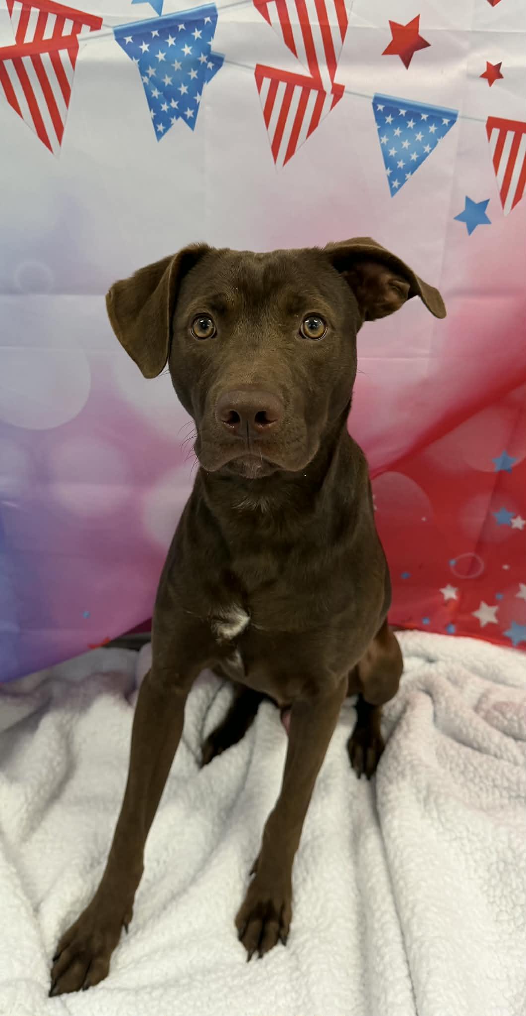 Enlarge Spud, a ADOPTABLE mixed breed in Shelbyville, KY image 4/4