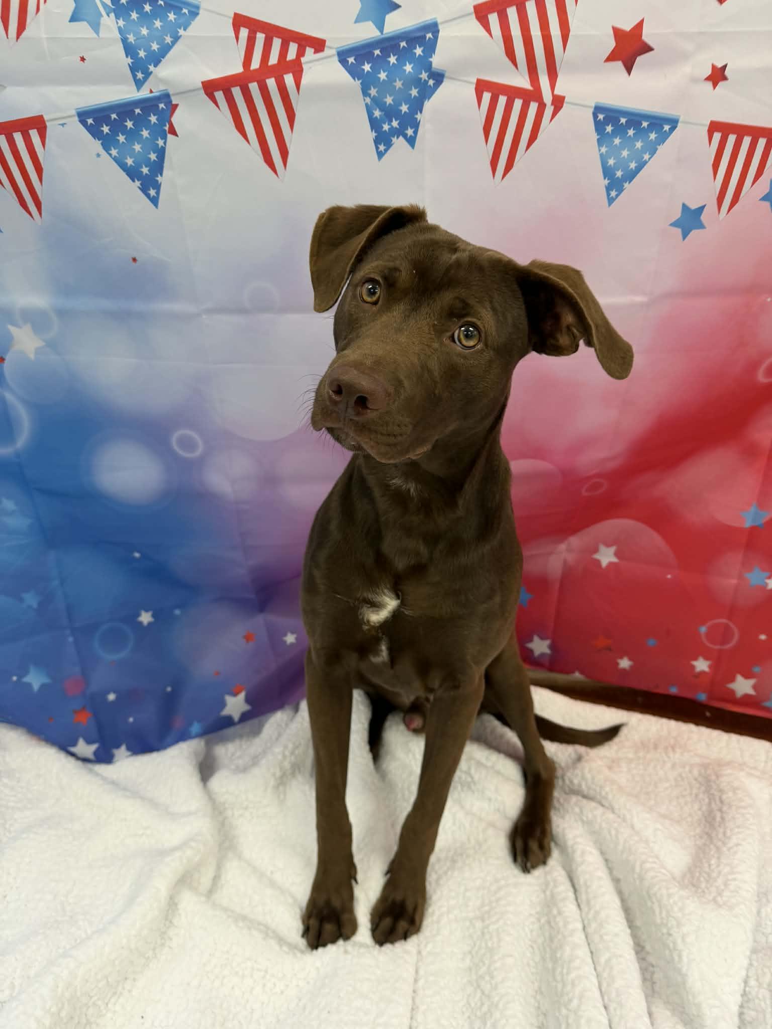 Spud, ADOPTABLE, Young Male Chocolate Labrador Retriever.