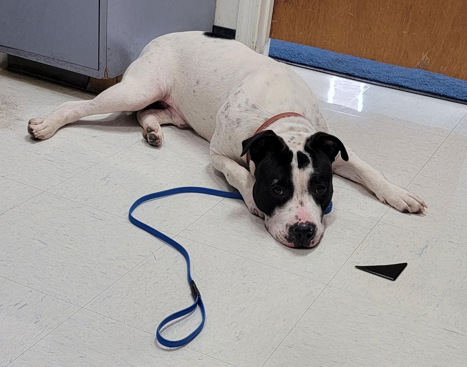 Enlarge Jaxx, a Adoptable Pit Bull Terrier in Hollywood, MD image 1/1