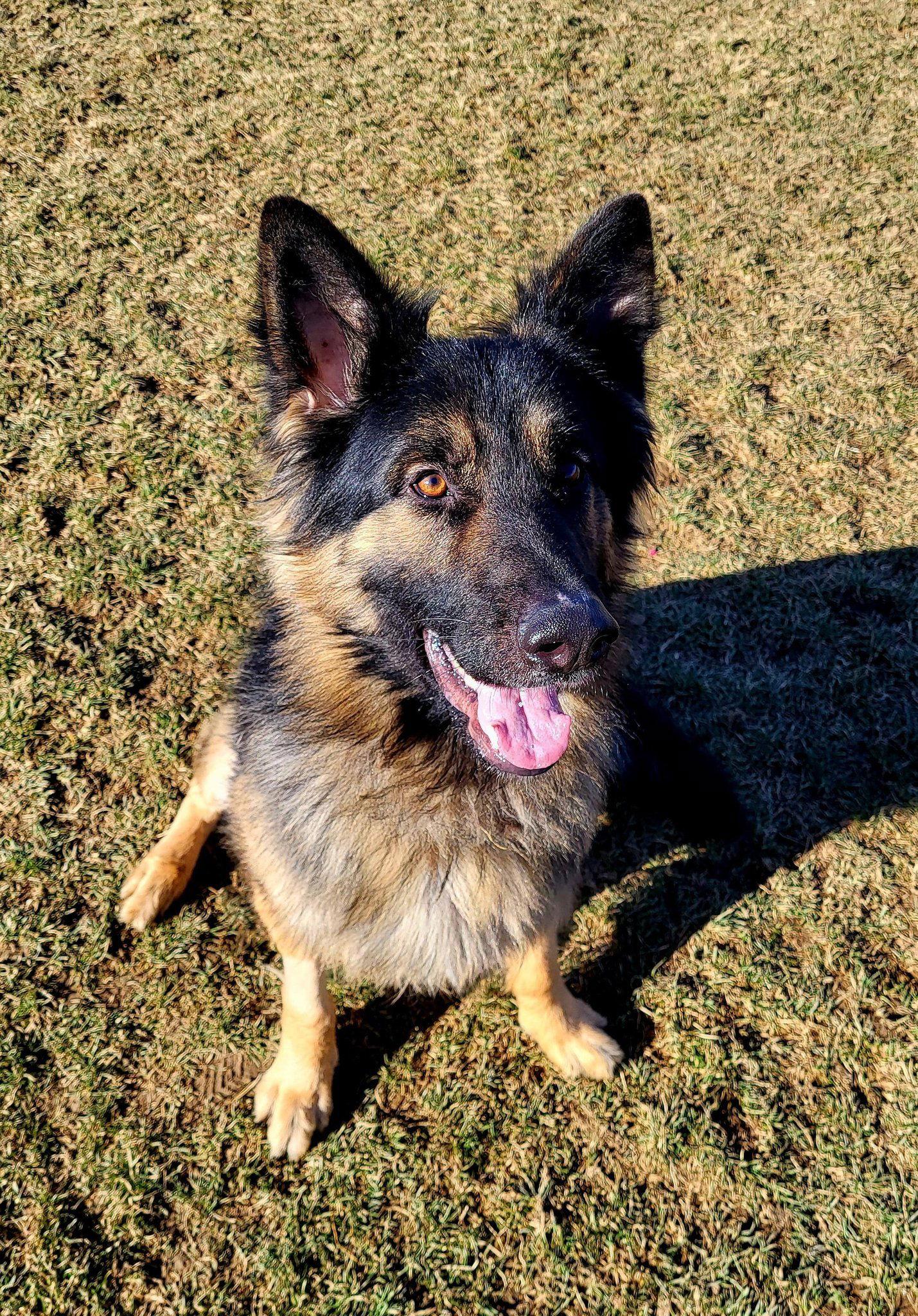 Enlarge Pound Dog-Ben #188239-Courtesy Listing, a Adoptable German Shepherd Dog in Rootstown, OH image 1/3