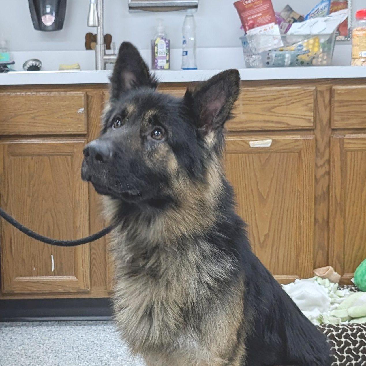 Enlarge Pound Dog-Ben #188239-Courtesy Listing, a Adoptable German Shepherd Dog in Rootstown, OH image 2/3