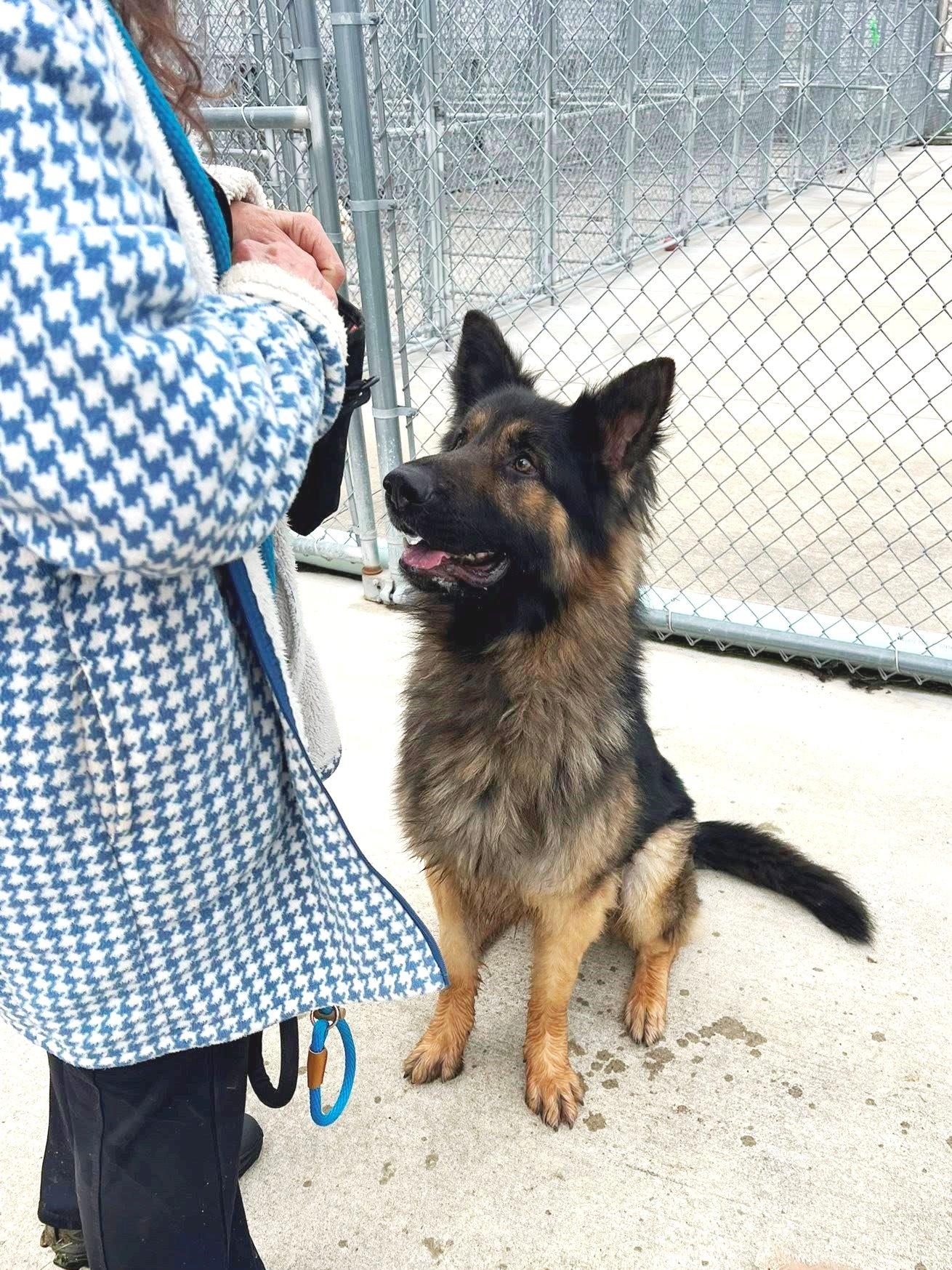 Enlarge Pound Dog-Ben #188239-Courtesy Listing, a Adoptable German Shepherd Dog in Rootstown, OH image 2/3